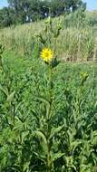 Silphium integrifolium Michx. resmi