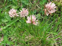 Image of Trifolium pratense var. frigidum Gaudin