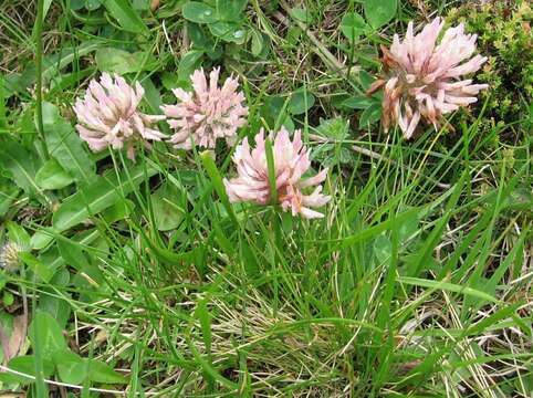 Trifolium pratense var. frigidum Gaudin resmi