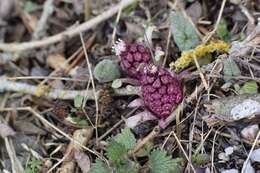 Image of pestilence wort