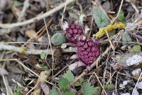 Image of pestilence wort