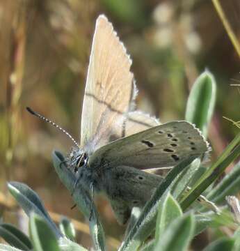 Image of Mission blue butterfly