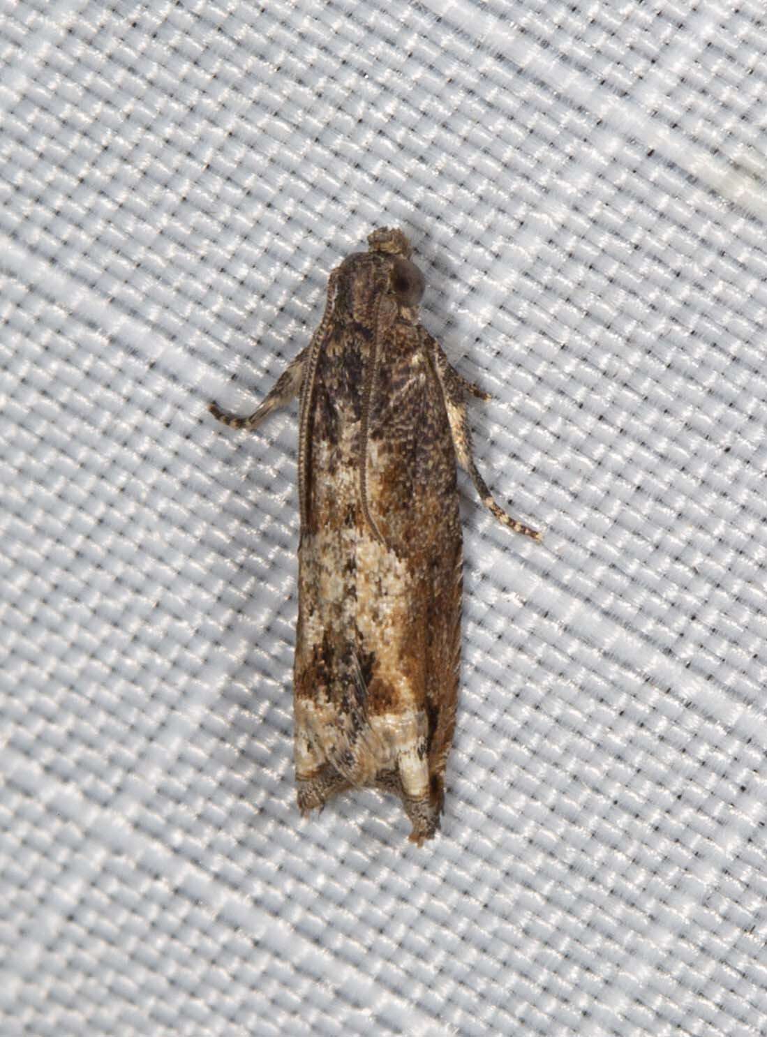 Image of Lantana Flower-Cluster Moth