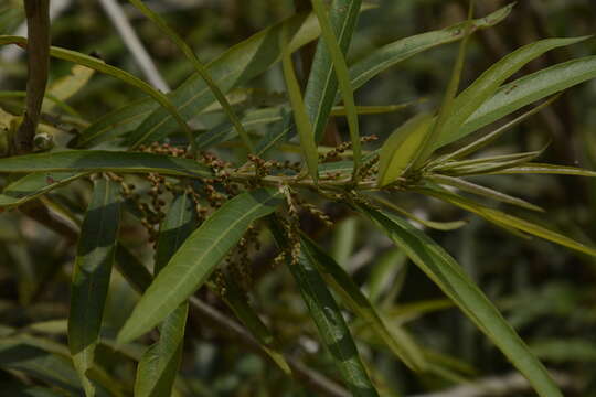 Image of Willow-Leaved Water Croton