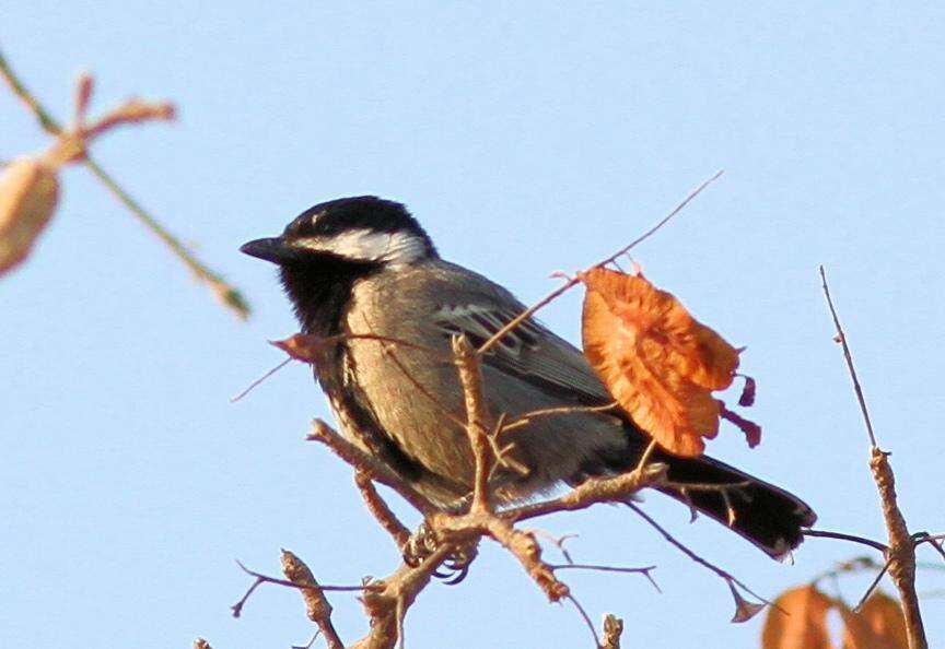 Plancia ëd Melaniparus cinerascens (Vieillot 1818)