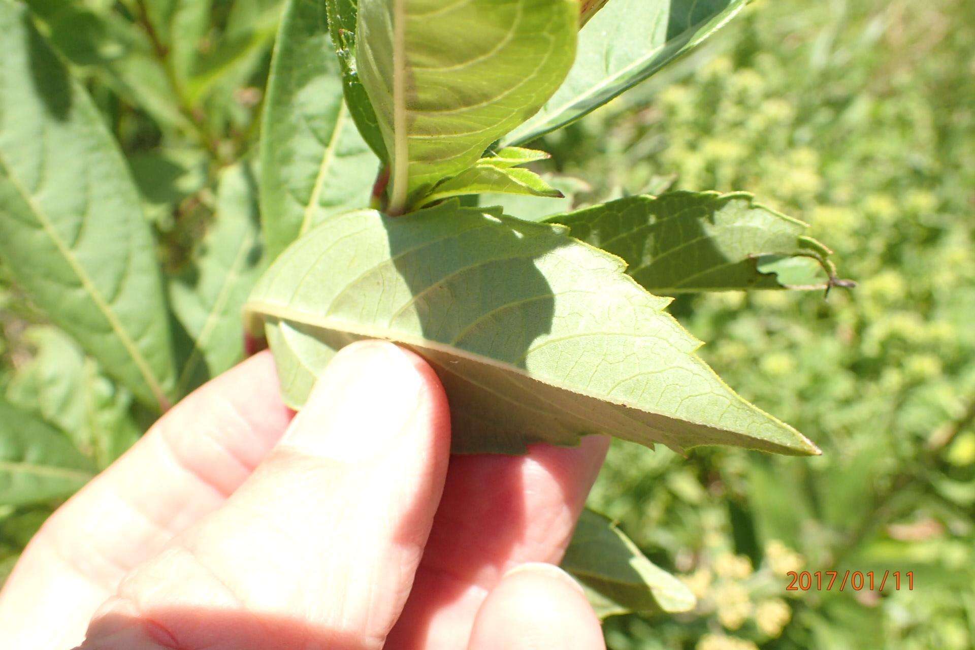 Image of Blue cat's whiskers