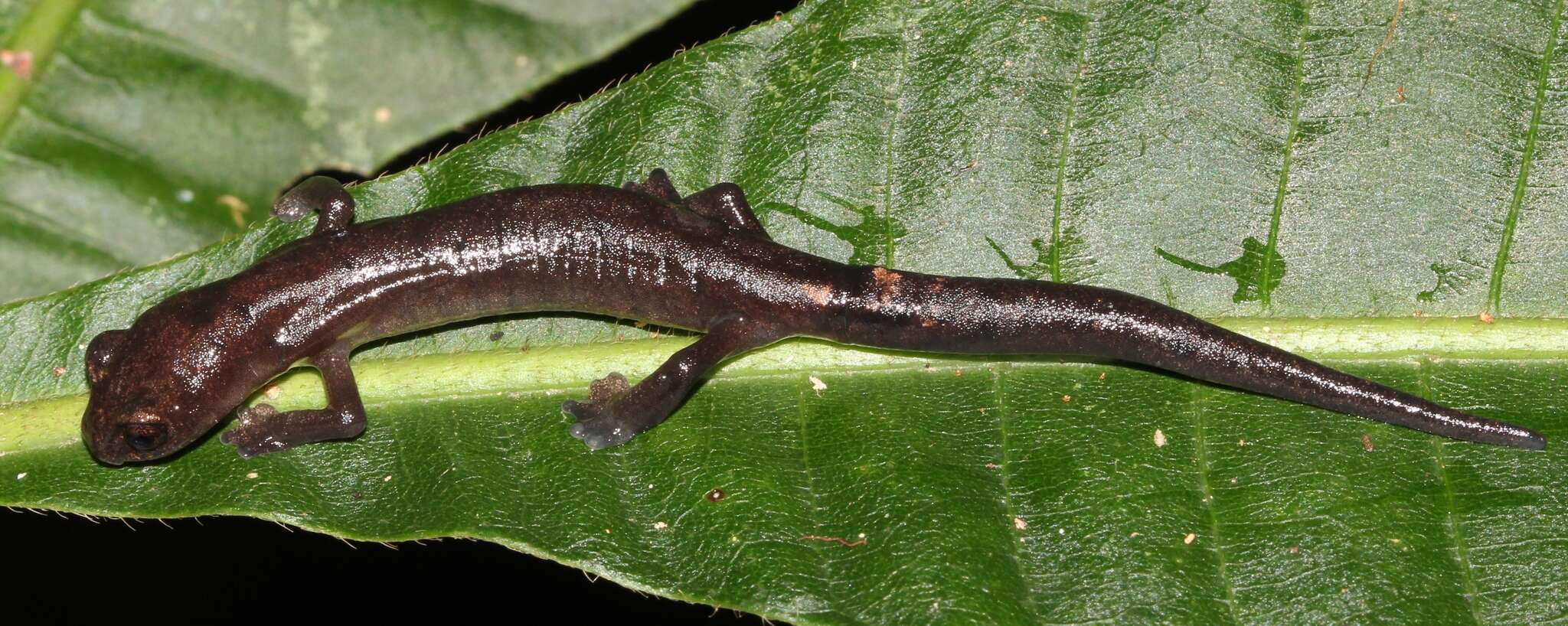 Image of Conant's Mushroomtongue Salamander