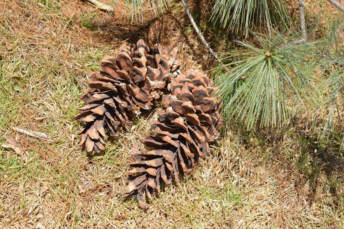 Image of Mexican White Pine