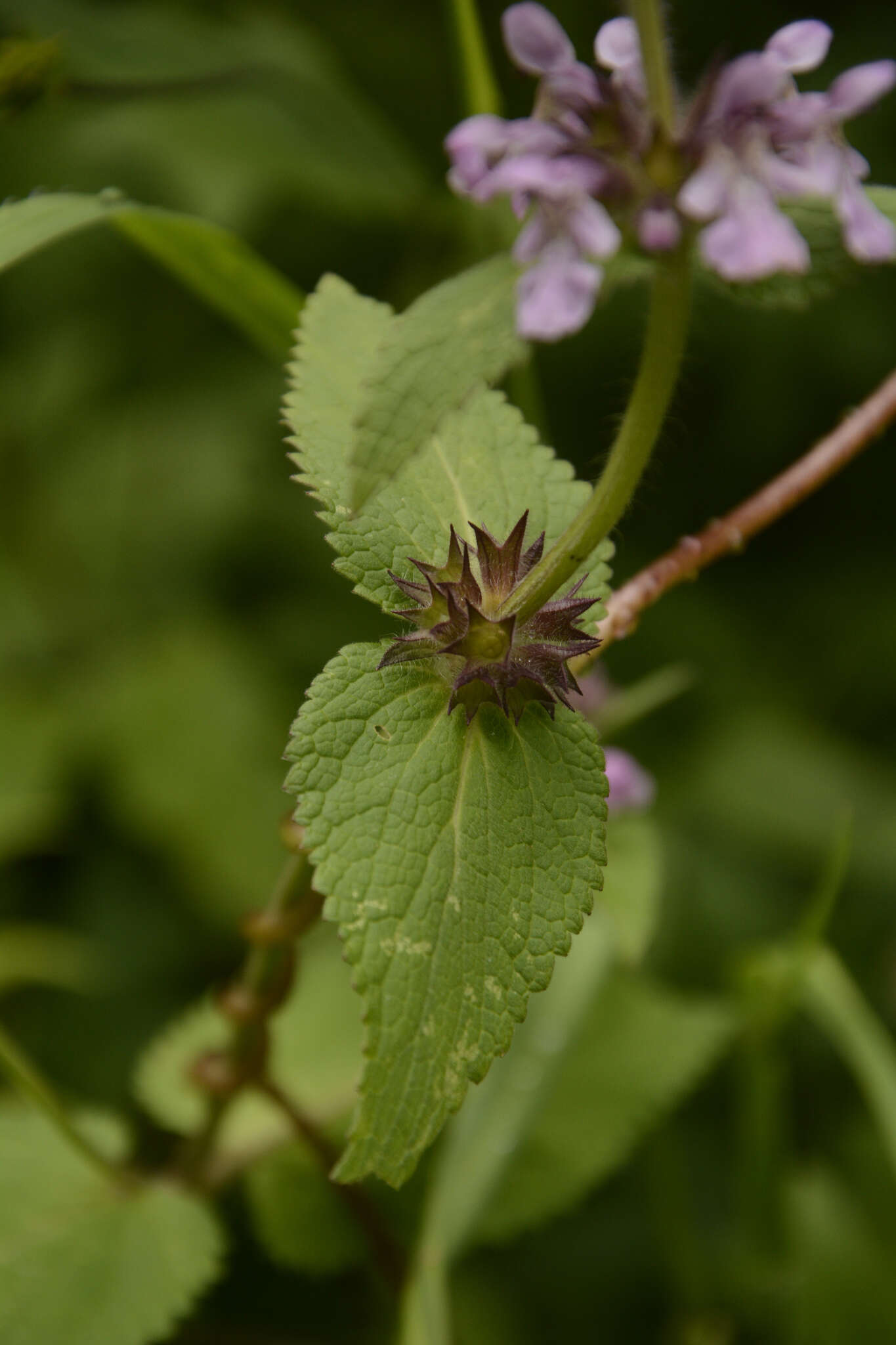 Stachys melissifolia Benth. resmi