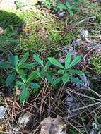 Image of Chimaphila umbellata subsp. umbellata