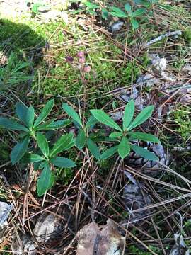 Image of Eurasian Umbellate Wintergreen