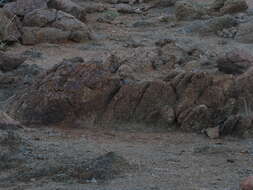 Image of Western Rock Elephant Shrew