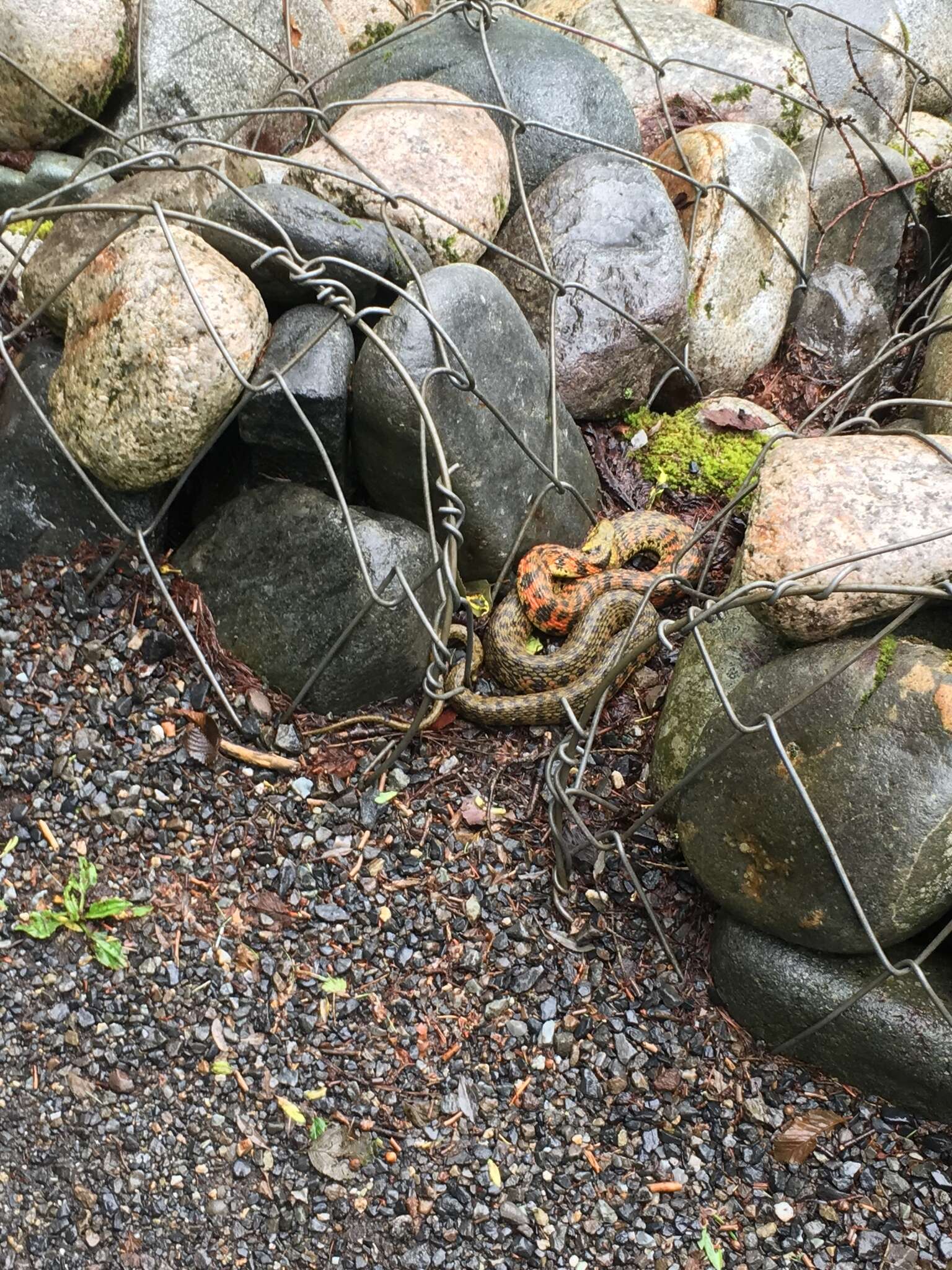 Image de Rhabdophis tigrinus tigrinus (F. Boie 1826)