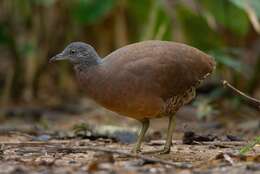 Plancia ëd Crypturellus obsoletus (Temminck 1815)