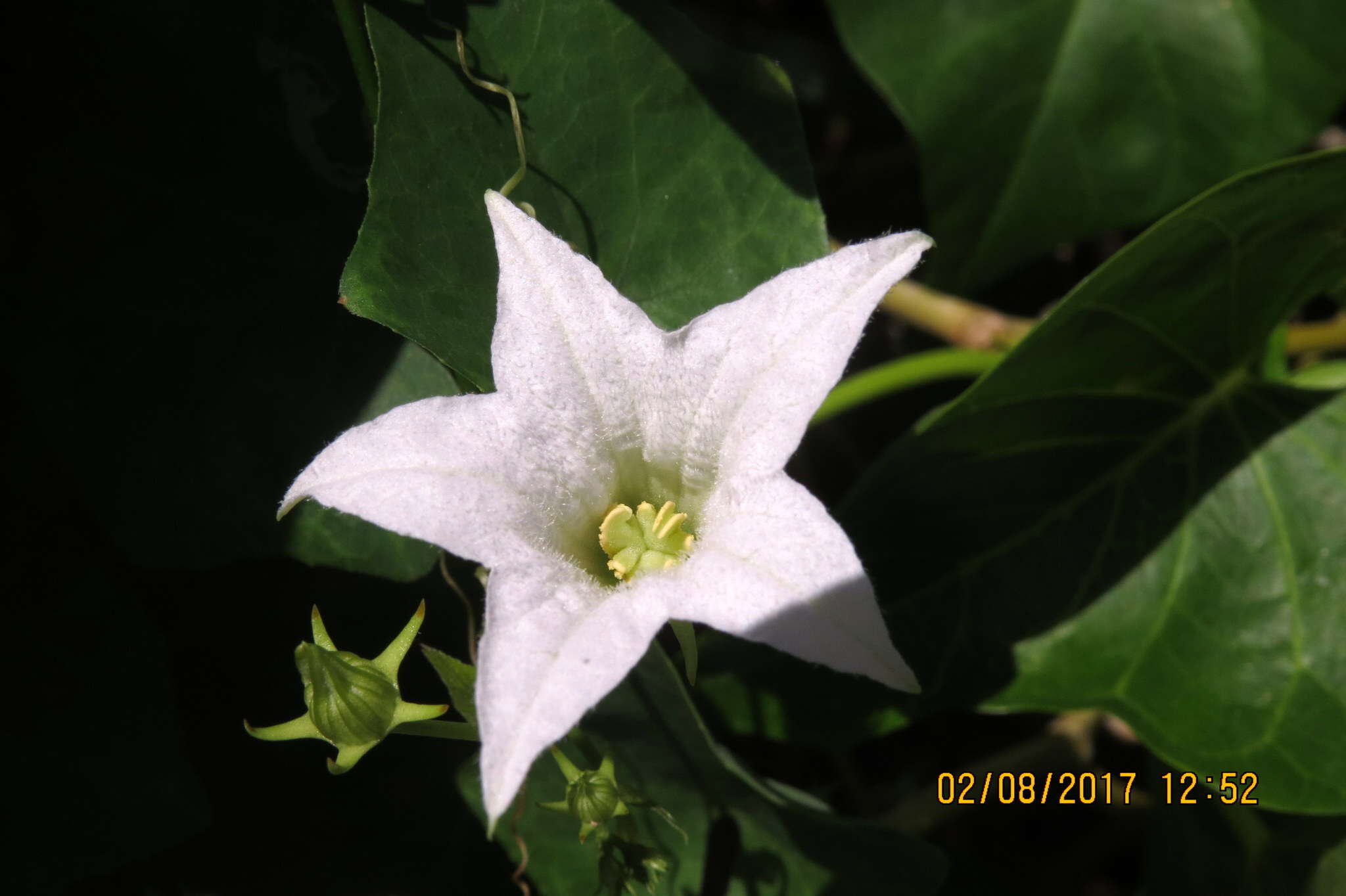 Image of ivy gourd