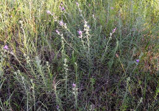 Image of scaly blazing star