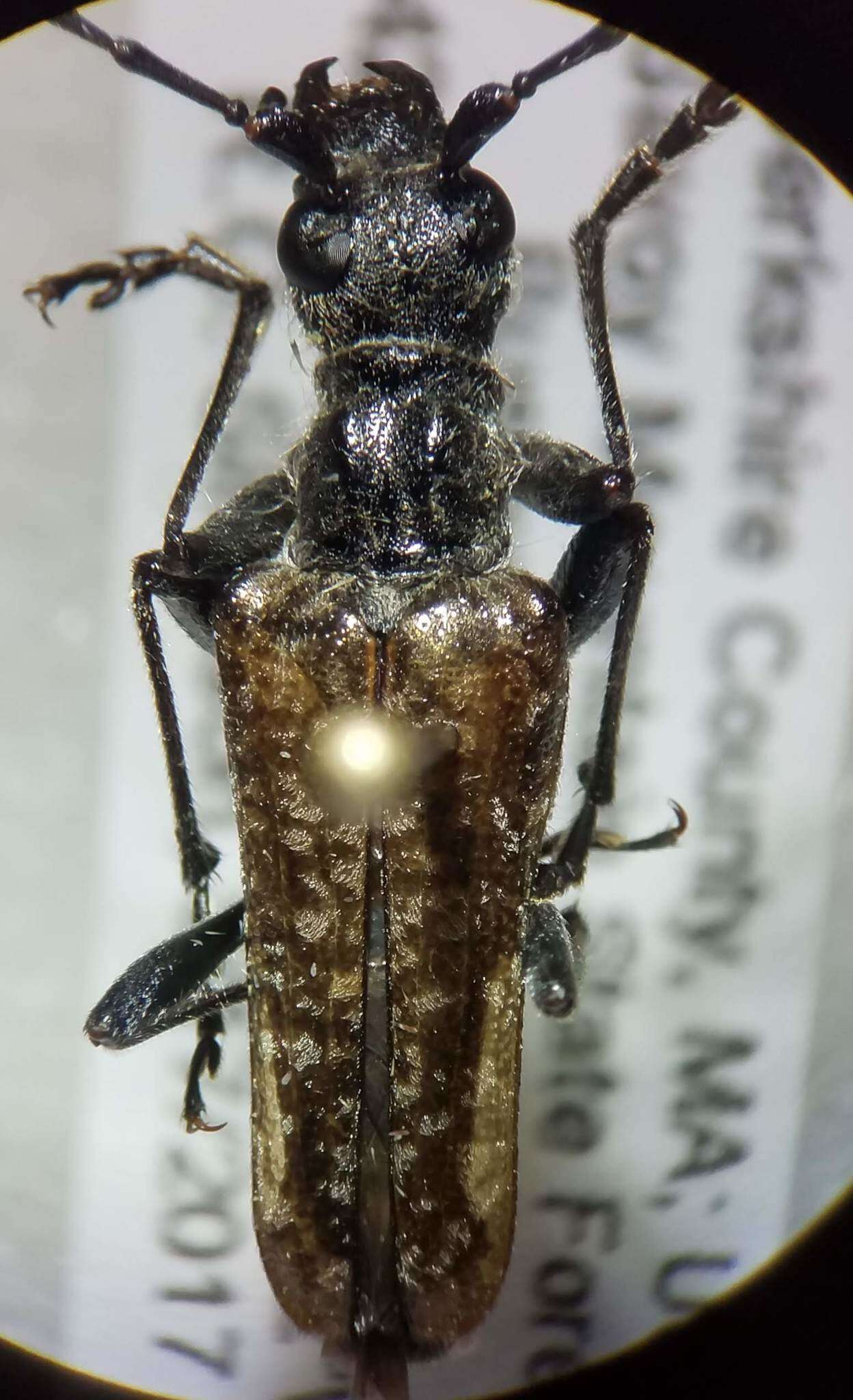 Image of Mottled Longhorned Beetle