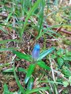 Image de Gentiana davidii var. formosana (Hayata) T. N. Ho