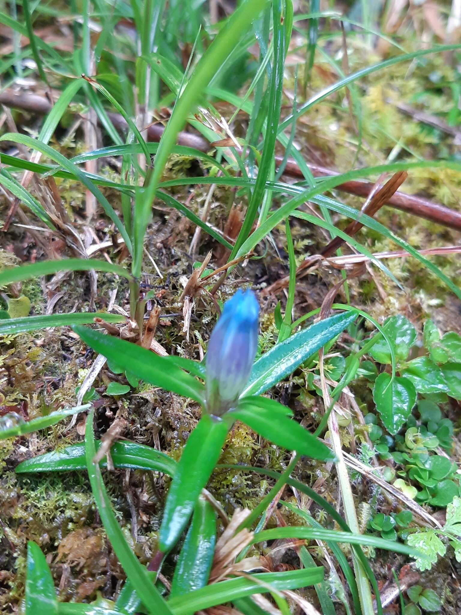 Image de Gentiana davidii var. formosana (Hayata) T. N. Ho