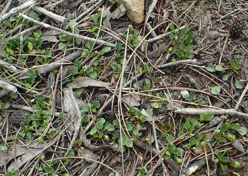 Image of Viola hederacea subsp. cleistogamoides L. Adams