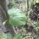 Image of Aristolochia mutabilis H. W. Pfeifer