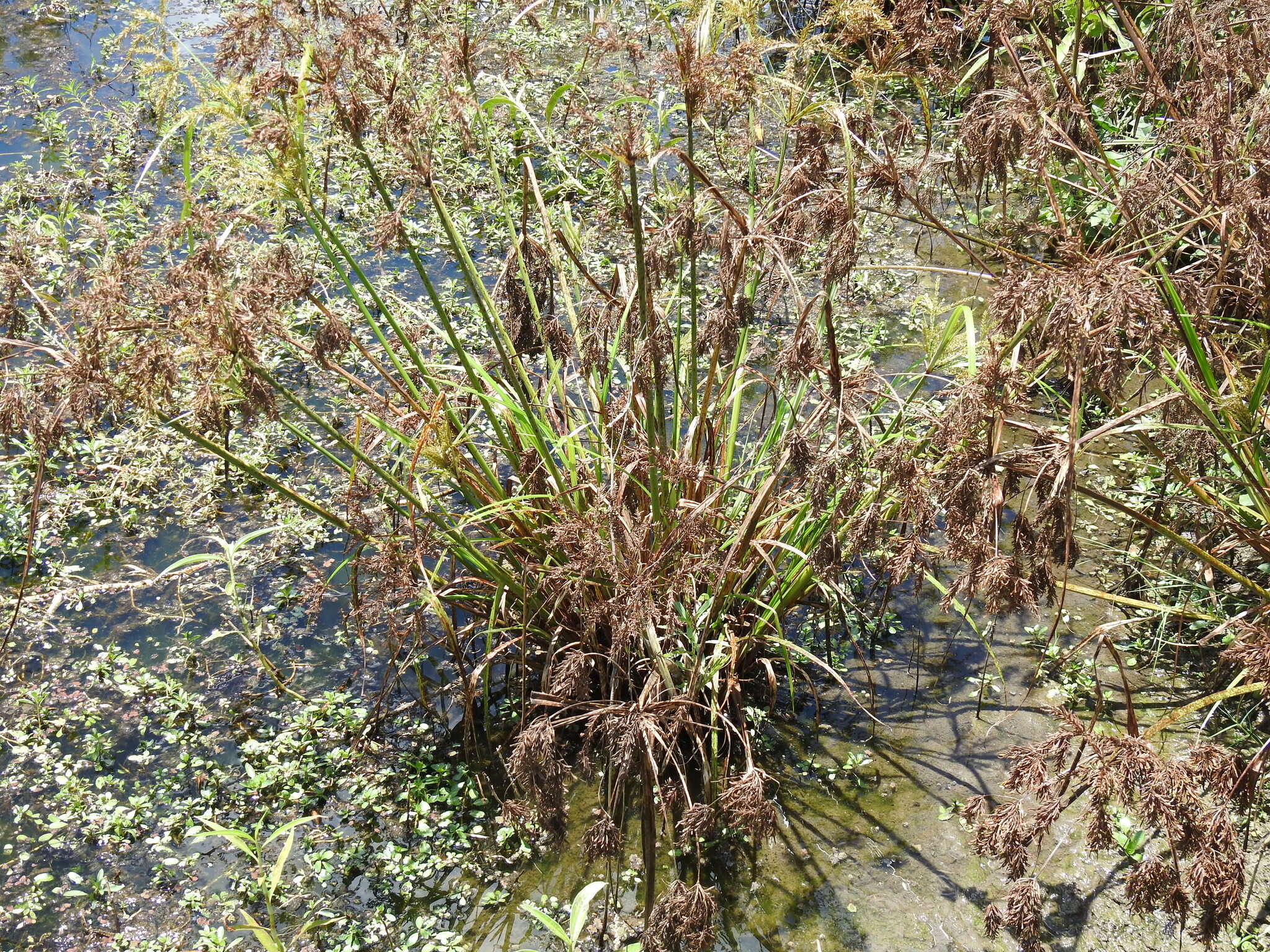 Image de Cyperus exaltatus Retz.