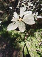 Image of Rhododendron arboreum subsp. nilagiricum (Zenker) Tagg