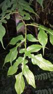 Imagem de Tacca leontopetaloides (L.) Kuntze