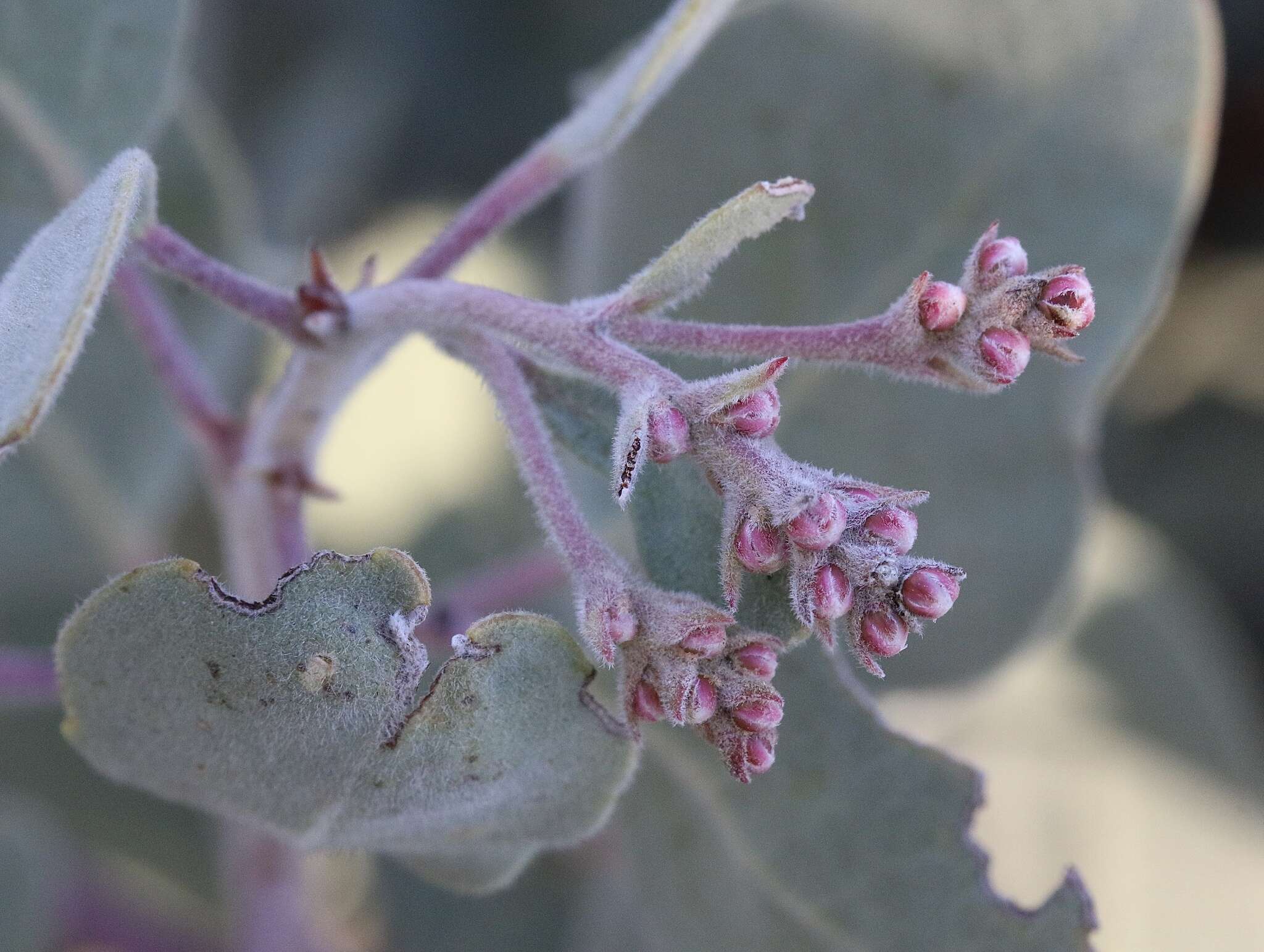 Image of Mallory's manzanita