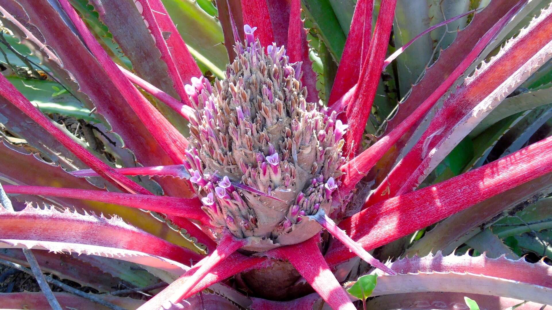 Image of Bromelia hemisphaerica Lam.