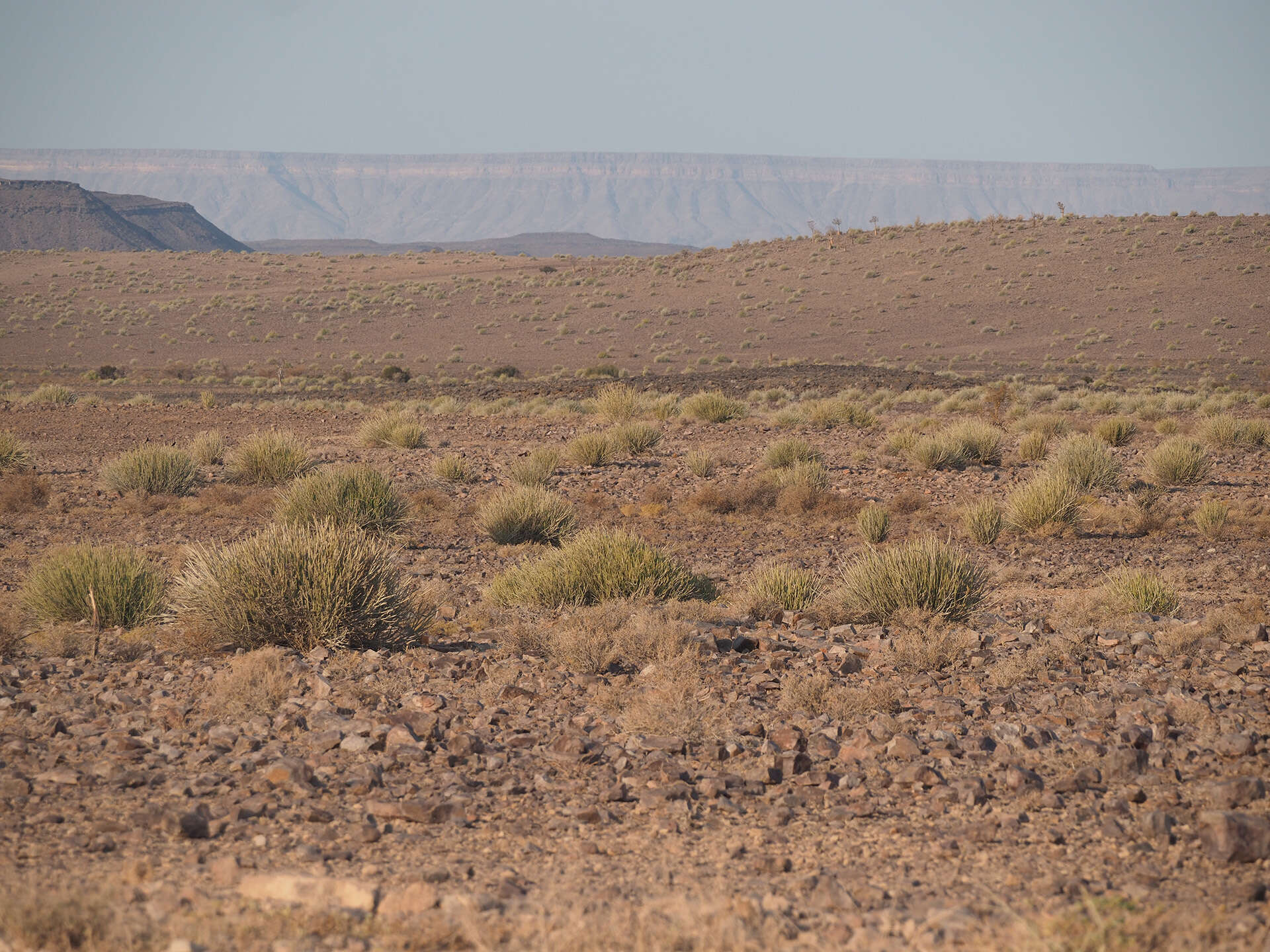 Image of Euphorbia gregaria Marloth