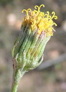 Image of Senecio paniculatus Berg.