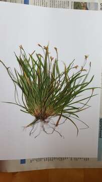 Image of Carex ornithopoda Willd.