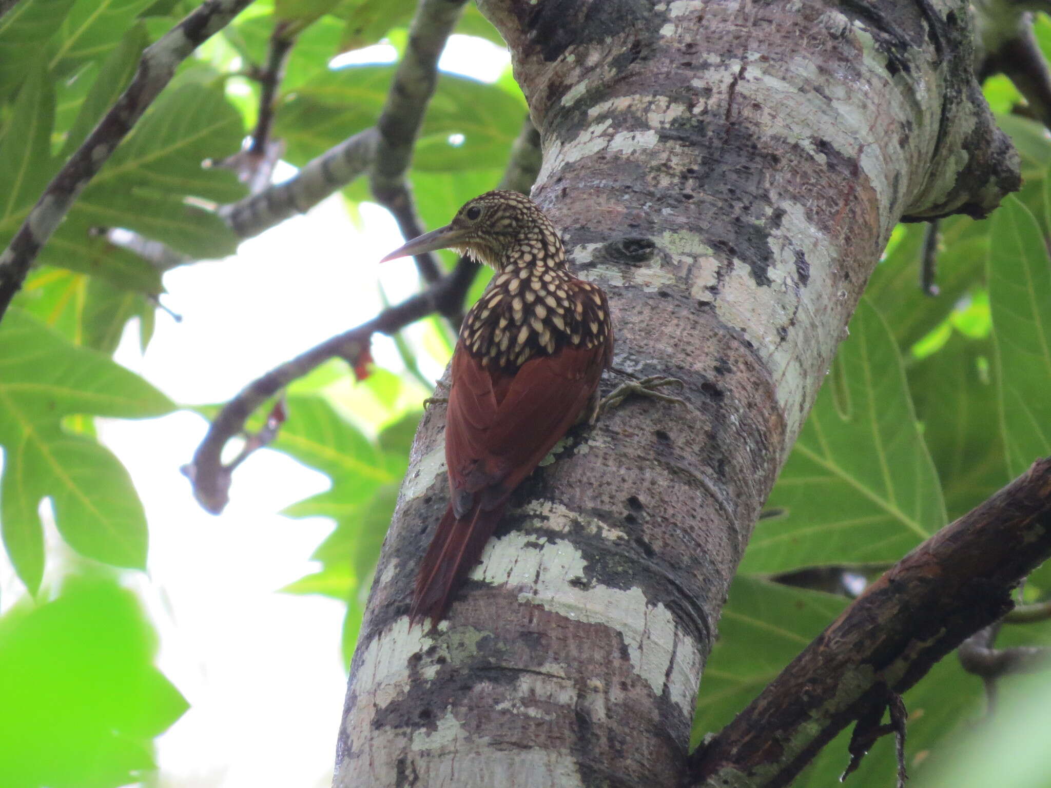 Image of Black-striped Woodcreeper