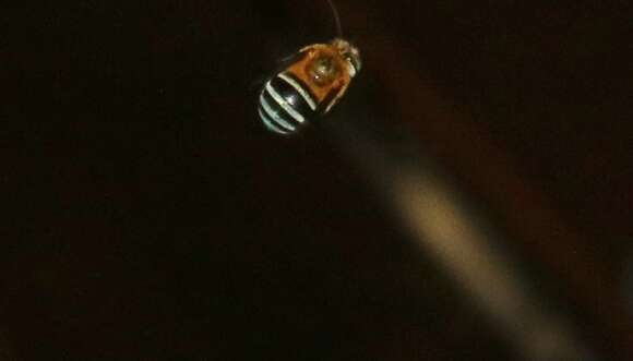 Image of Australian Banded-Digger