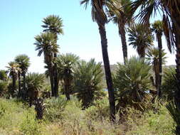 Trithrinax campestris (Burmeist.) Drude & Griseb. resmi