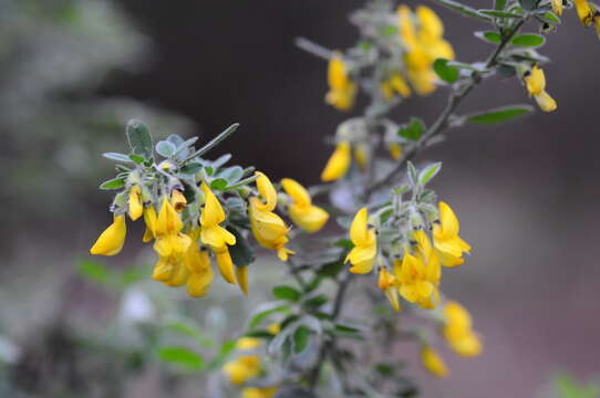 Image of Cytisus villosus Pourr.