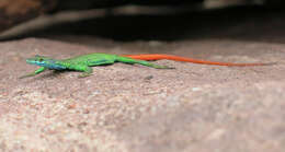 Image of Transvaal Flat Lizard