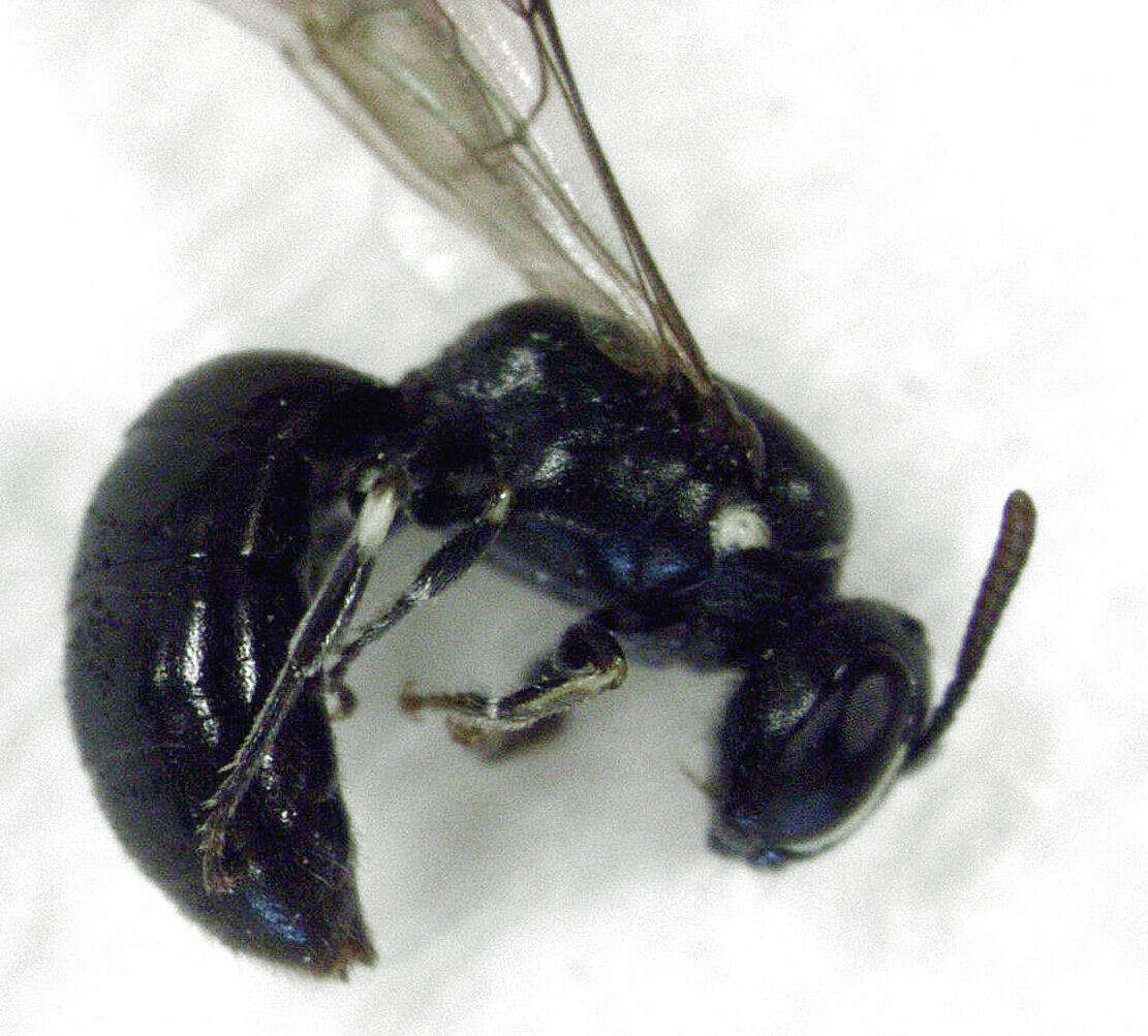 Image of Hylaeus perhumilis (Cockerell 1914)