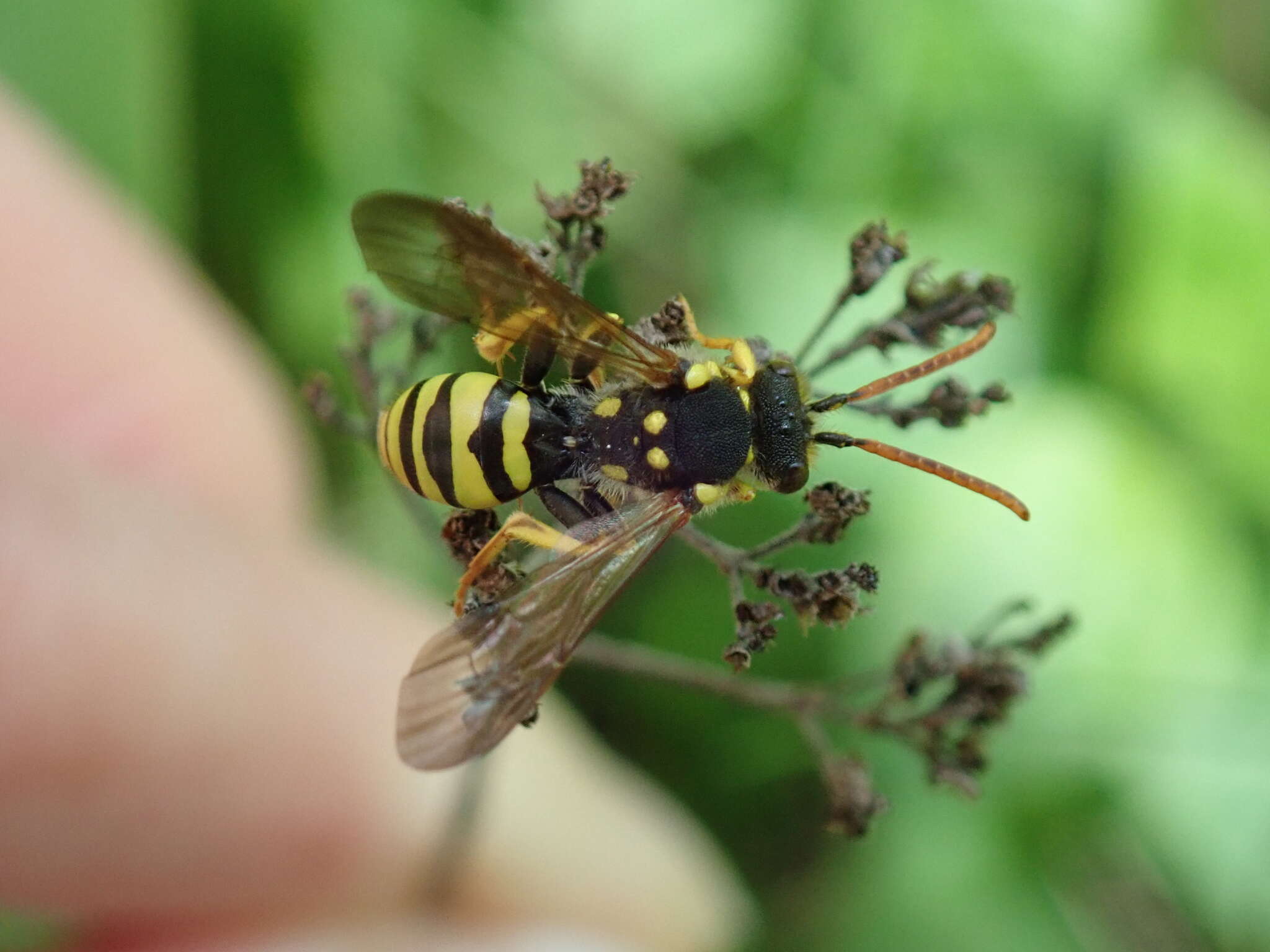 Image of Nomada succincta Panzer 1798