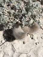 Image of Ash Meadows milkvetch