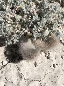 Image of Ash Meadows milkvetch