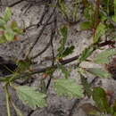 Image of Hermannia procumbens Cav.
