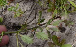 Image of Hermannia procumbens Cav.