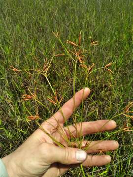 Imagem de Rhynchospora inundata (Oakes) Fernald