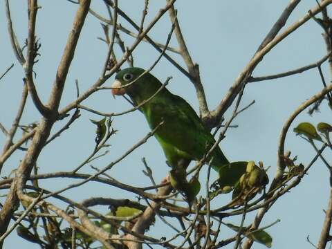 Image of Golden-winged Parakeet