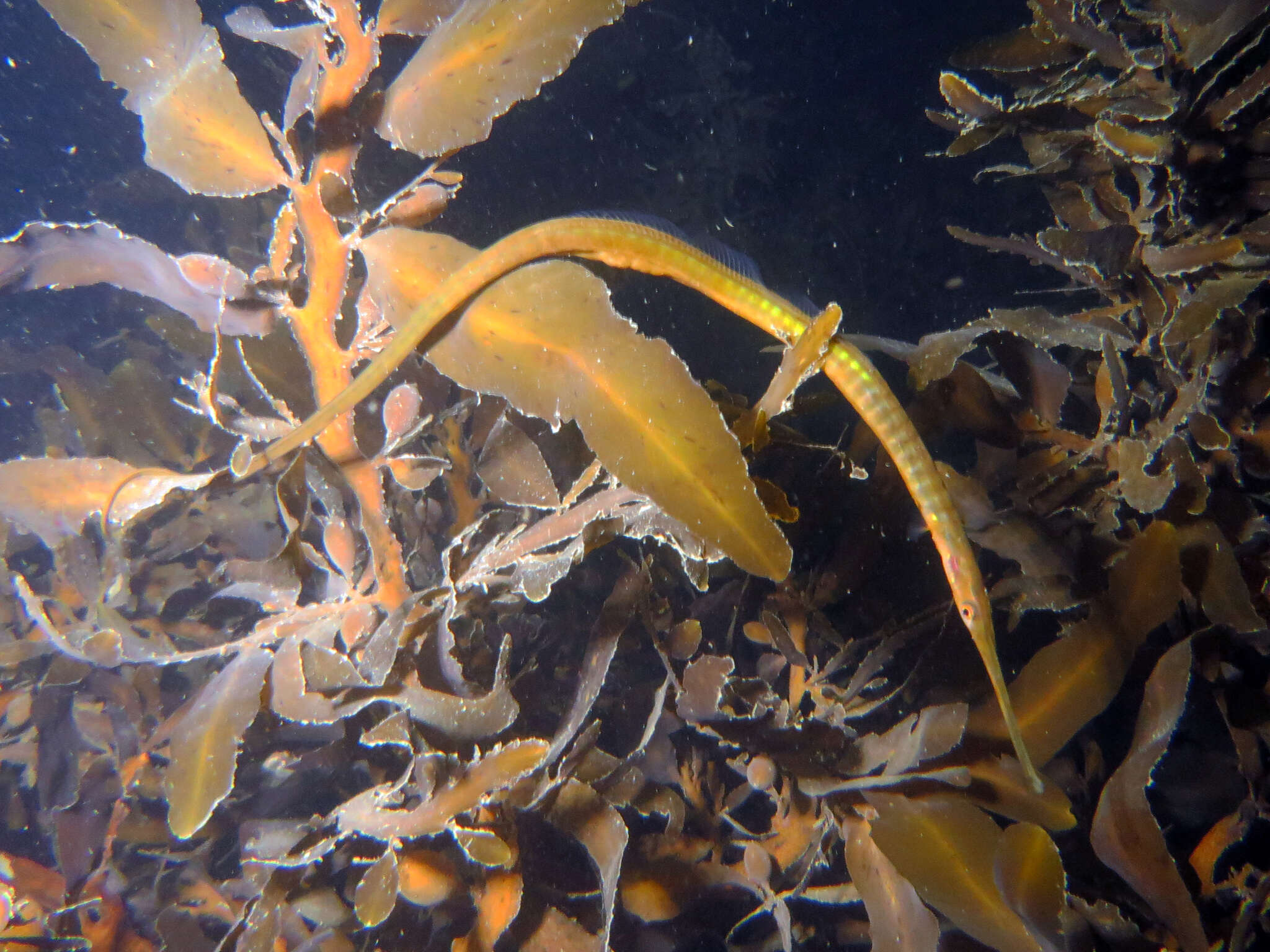 Image of Long-snouted pipefish