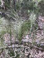 Image of Austrostipa mollis (R. Br.) S. W. L. Jacobs & J. Everett