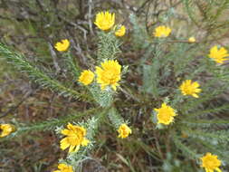 Image of Oedera fruticosa (L.) N. G. Bergh