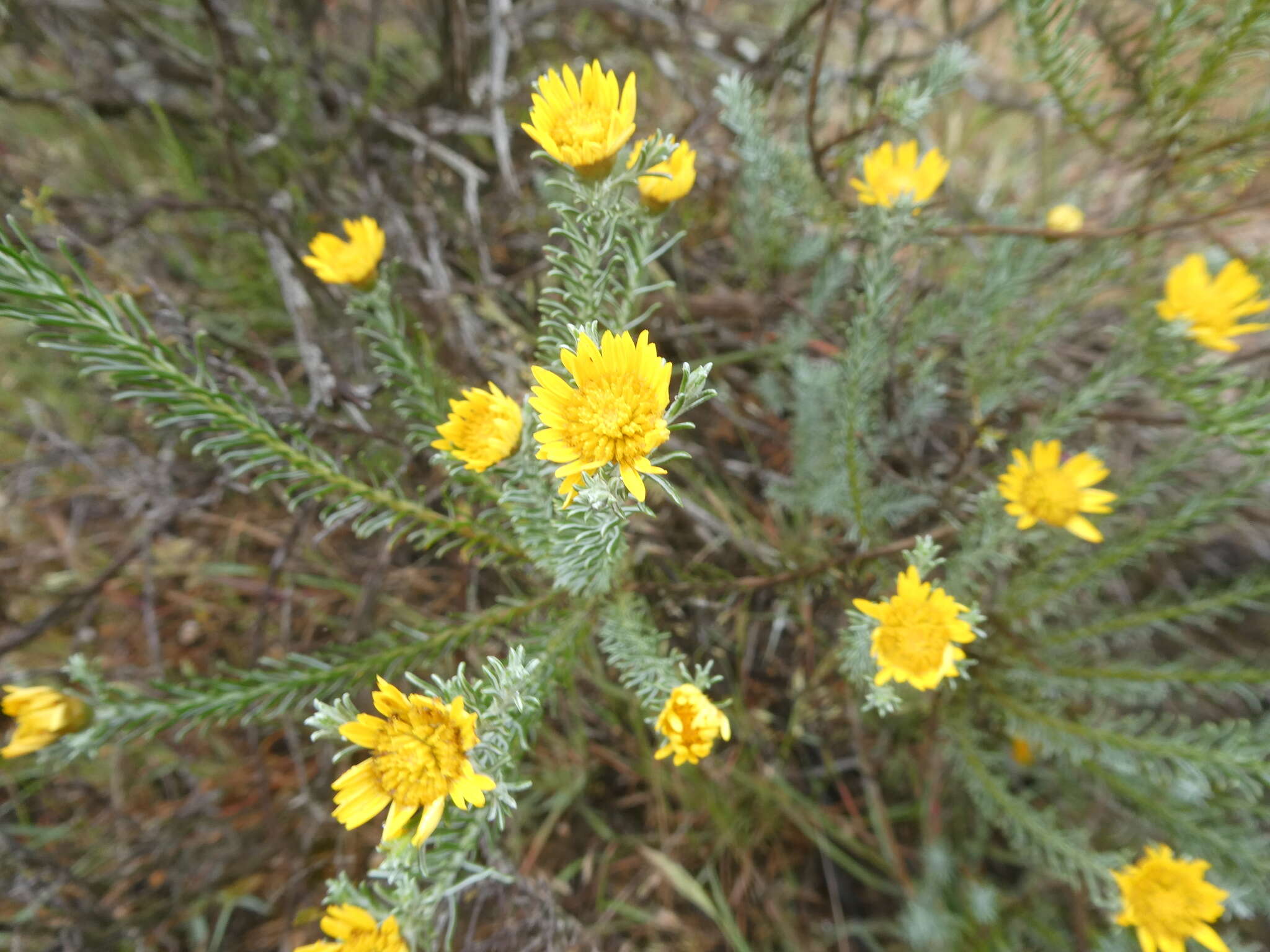 Image of Oedera fruticosa (L.) N. G. Bergh